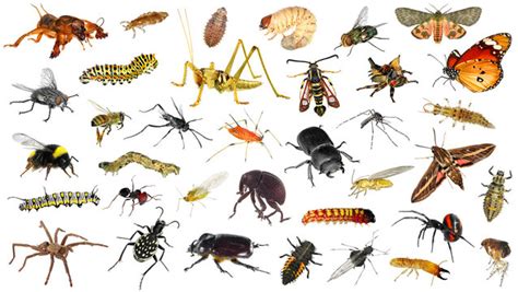 The Creepy Crawlies Insects For Ecological Balance