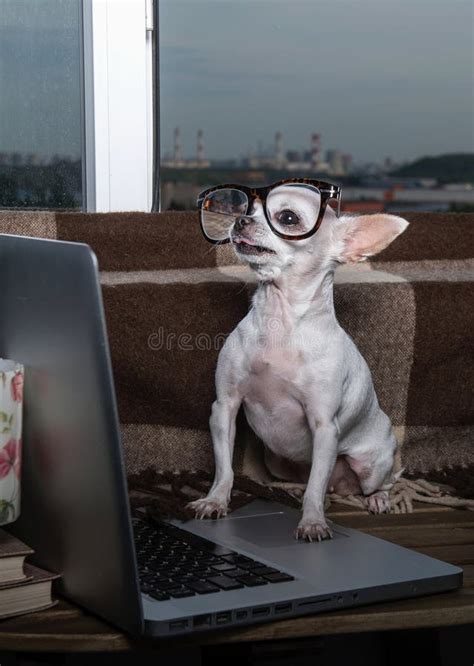 A Small Chihuahua Dog With A Funny Muzzle In Modern Office Glasses Sits