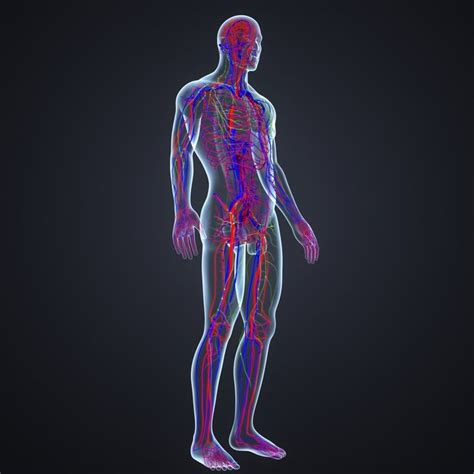 (if r15 layout, size the humanoidrootpart across the entire torso.). body arteries veins 3D model | Human body anatomy ...