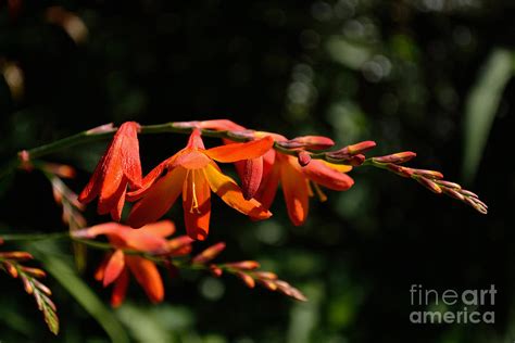 Crocosmia Dusky Maiden Flowers Photograph By Scott Lyons Fine Art