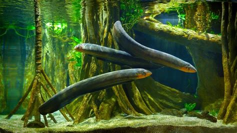 Freshwater Aquarium Eels Species Types And Guide Petsoid