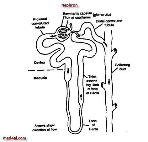 Development of the murine kidneys. Pinterest • The world's catalog of ideas