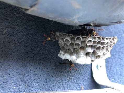 Wasp Nest On Side Of The House Bunnings Workshop Community