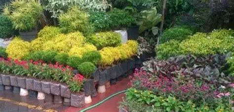 Jual bibit ikan cupang murah | benih ikan cupang hias berkualitas. Jual Tanaman Bunga Hias Murah Di Bondowoso