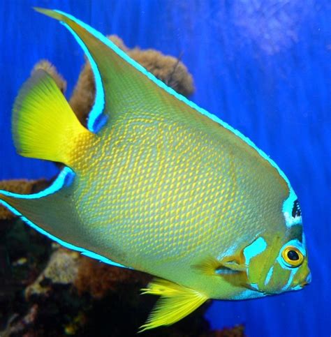 Beautiful Fish Marine Aquarium Fish Saltwater Aquarium Fish Marine Fish