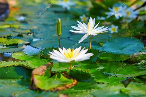 Beautiful White Water Lilies In Pond — Stock Photo