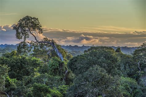 8 Ways To Save The Amazon Rainforest From Wherever You Are In The World Aceer