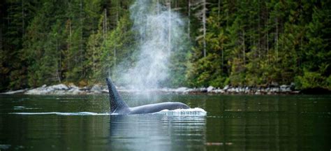 Get To Know The Salish Sea Orcas David Suzuki Foundation