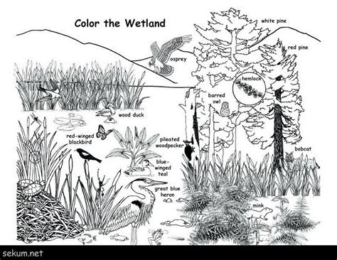 ️coloring Pages Animal Habitats Free Download