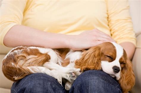 Signs Of Pancreatic Cancer In Dogs Cuteness