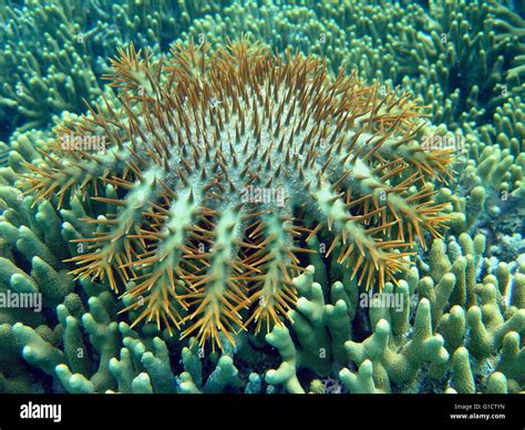 Crown Of Thorns Starfish Acanthaster Planci Stock Photo Alamy
