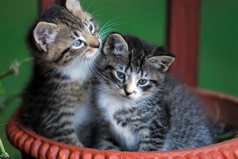 Cute Kittens In Basket Free Stock Photo Public Domain Pictures
