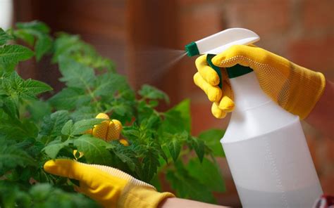 Best Organic Homemade Pesticides For Your Garden Zameen Blog