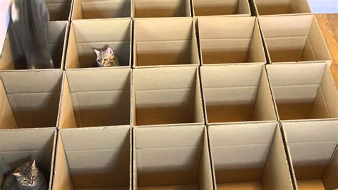 Cats In Cardboard Box Maze Youtube