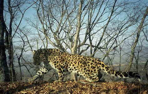 Second Annual Amur Leopard Run Wildcats Conservation Alliance
