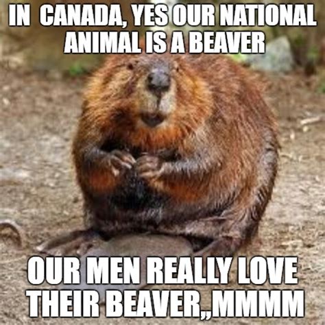 oregon state beaver memes