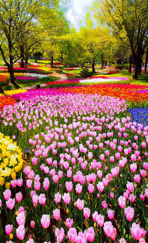 Daniel flores raras flores y plantas con flores. tulips galore | Jardín de tulipanes, Flores bonitas, Jardines bonitos