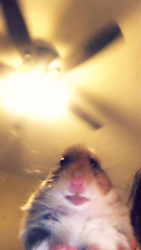 Hamster Facetime Meme Download