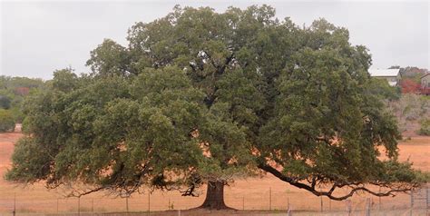 Oak Trees In Texas Hill Country This Is All Very Well Ejournal