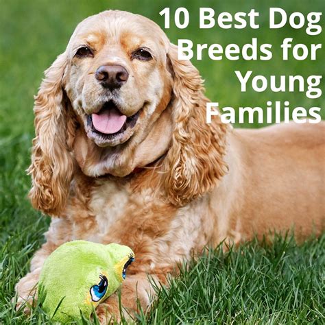 The 10 Best Dog Breeds to Add To Your Young Family | Dog breeds, Best dog breeds, Top dog breeds