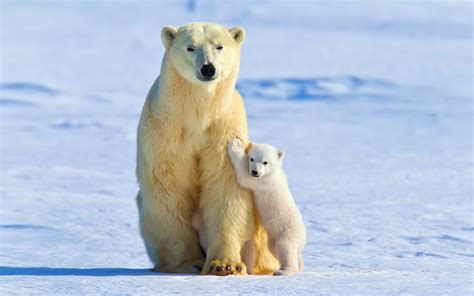 Polar Bears Animals Snow Ice Baby Animals Wallpapers Hd Desktop