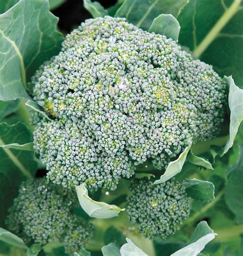 Gypsy Broccoli Seeds West Coast Seeds