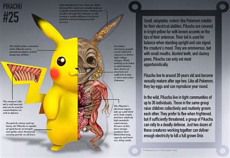 The Anatomies Of Pokémon Omoshiroitv Pokemon Pikachu Pokemon Characters