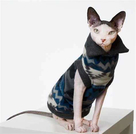 The Ultimate Guide On Sphynx Cat Facts And Origin 101 Sphynx Cat