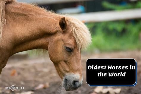 10 Oldest Horses In The World Amazing Facts And History