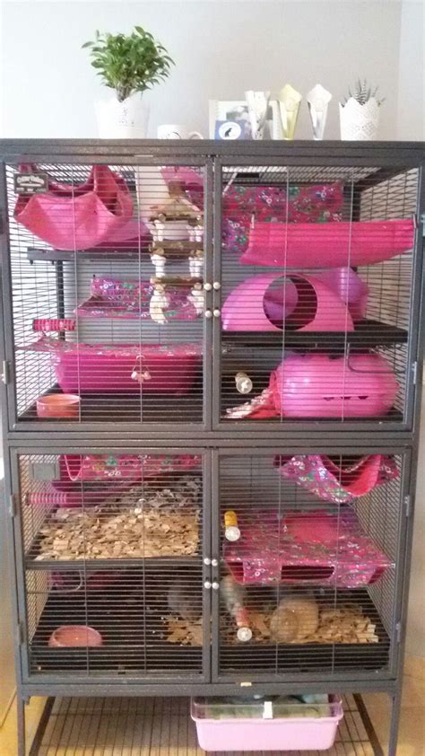 Critter Nation Rat Cage My Cage Setup This Week Sarah Fourgon