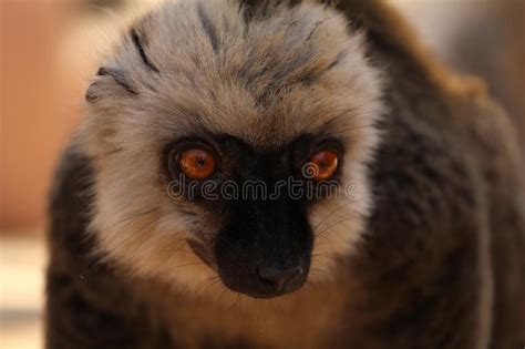 Fauna Of Madagascar A Female Of White Headed Lemur Eulemur Albifrons
