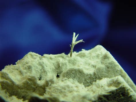 That looks like standard cellulose type of tile to me but the only way to know for sure is to test it. Asbestos Ceiling Tile with Amosite Asbestos Fibers Close-u ...