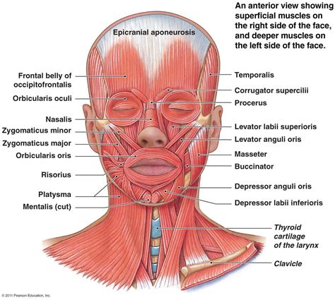 Head Muscle Metabolism — Anatomy References For Artists Anatomy