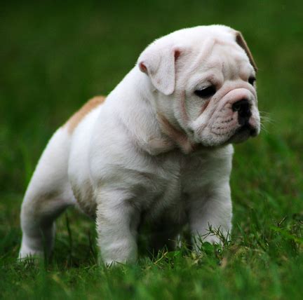 Jun 23, 2021 · tag: Anjing English Bulldog | Gambar Foto Anjing