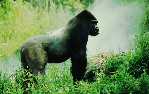 Eastern Lowland Gorilla Species Wwf
