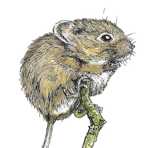 Field Mouse Etsy