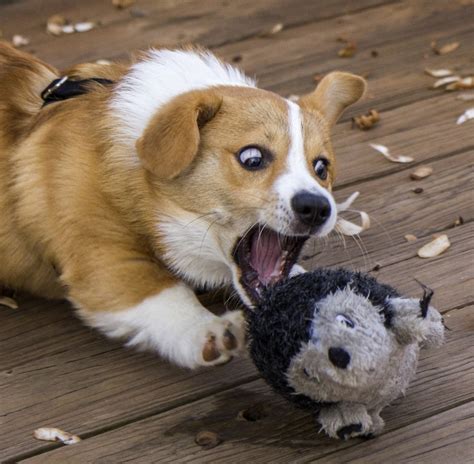 Its Escaping Corgi Funny Corgi Dog Pembroke Welsh Corgi