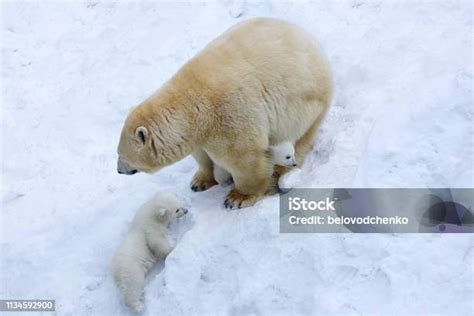 Stock Fotografie Lední Medvěd S Mláďaty Na Sněhu Matka Ledního Medvěda