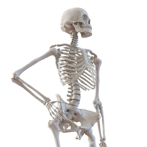 3d Human Female Skeleton Pose
