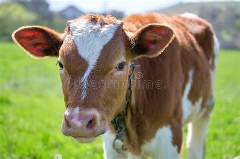 Head Portrait Of Young Calf Grazing On Green Farm Pasture On Summer Day