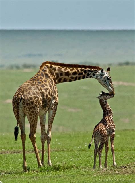 21 Photos Of Cute Baby Giraffes That Will Make Your Day Better Bored
