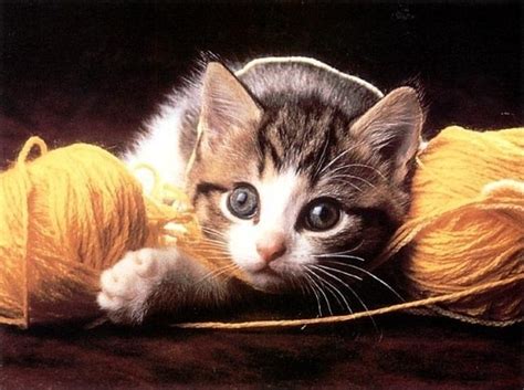 25 Cute Pictures Of Cats Playing With Yarn Kittens