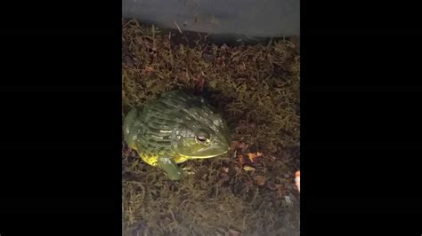 Pixie Frog Showing Off His Teeth Youtube