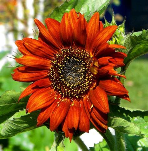 Burnt Orange Sunflower With Images Red Sunflowers Orange Plant