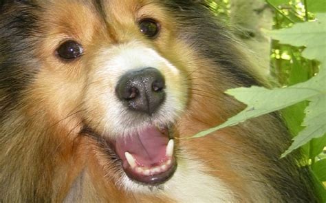 It can vary from thin, short, sparse, fuzzy, and often downy soft fur. Sheltie Nation | Sheltie Temperament - Sheltie Nation