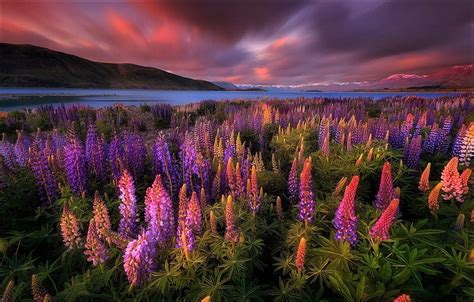 Sunset Lake Tekapo New Zealand Sunset Sky Lupines Hd Wallpaper