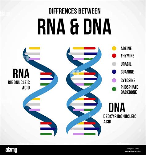 Diferencias entre el ADN y el ARN Vector icono científico espiral de
