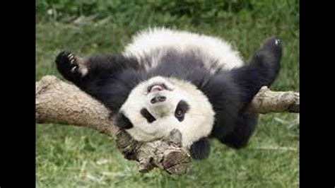 Save The Giant Panda Youtube