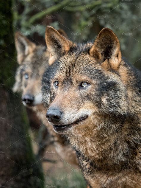 Couple Of Iberian Wolves By Ramoncarretero On Creativemarket Couple Of