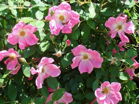 Plantfiles Pictures Floribunda Rose Nearly Wild Rosa By Jamieos